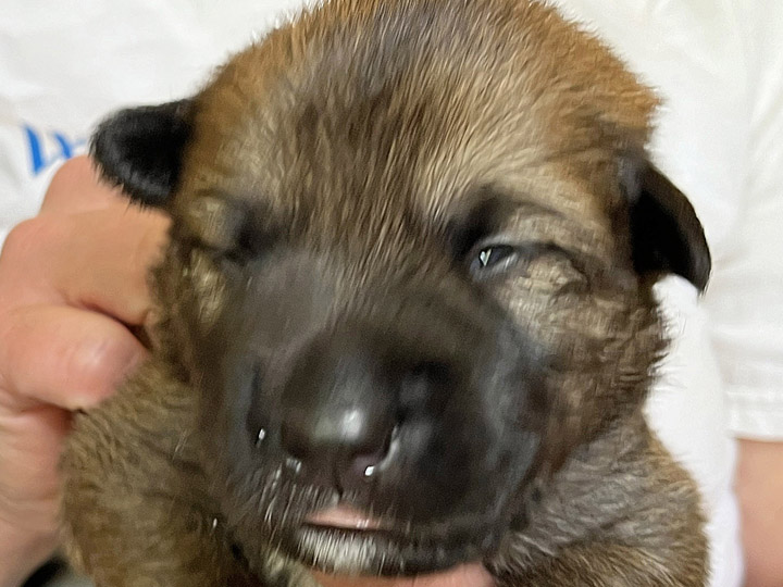 chinook puppy